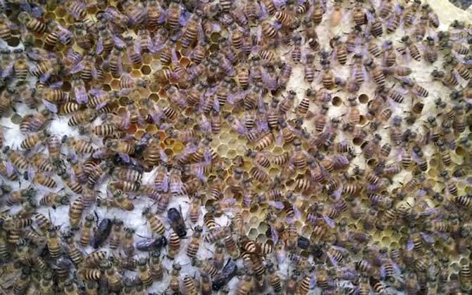 夏季怎樣讓蜂王多產(chǎn)卵? 夏季蜂王產(chǎn)卵