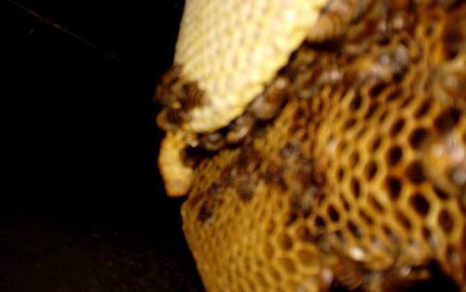 蜜蜂怎么越冬才安全? 蜜蜂越冬