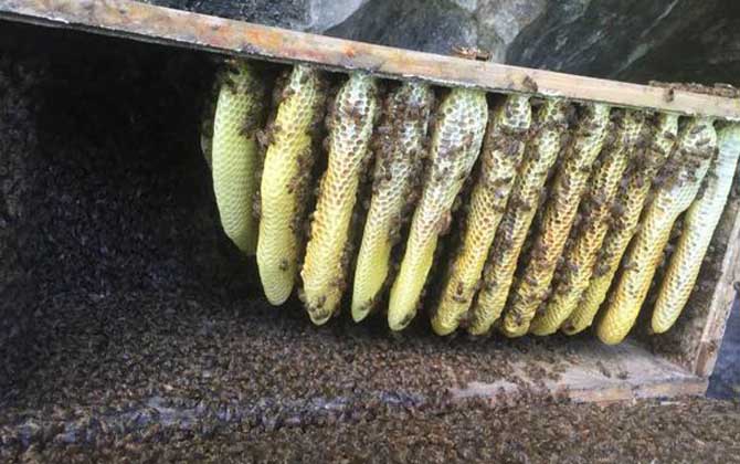 蜜蜂秋繁什么時(shí)候開(kāi)始? 蜜蜂秋繁