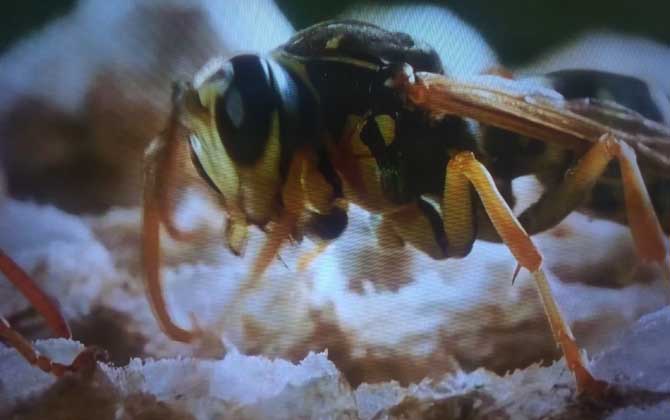 蜜蜂最怕什么東西? 胡蜂