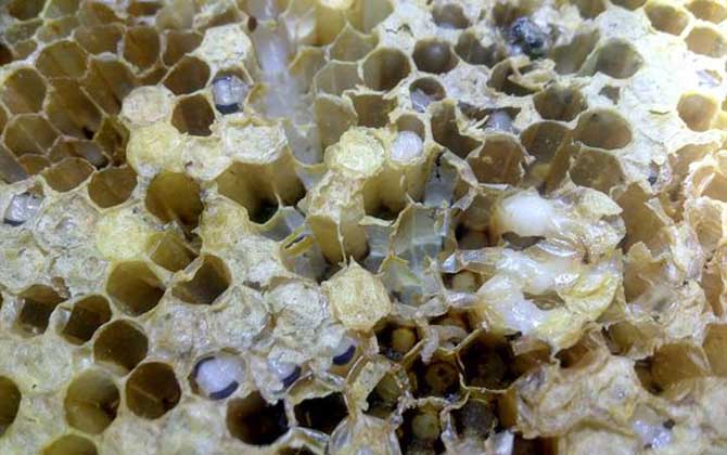 蜜蜂最怕什么東西? 巢蟲