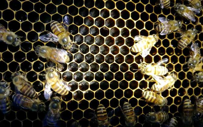 新手怎樣養(yǎng)蜜蜂不會跑? 養(yǎng)蜂