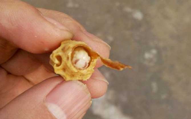 新手養(yǎng)蜂怎樣獲得蜂王? 育王