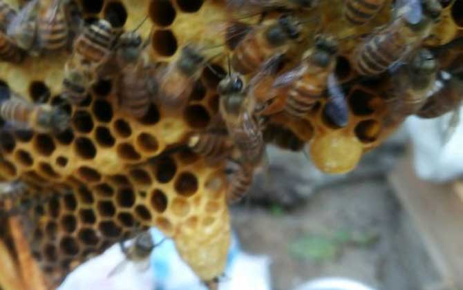 新手養(yǎng)蜂怎樣獲得蜂王? 育王