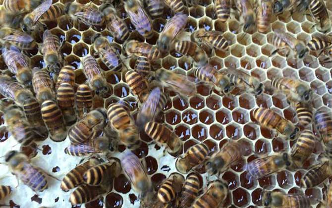 新手怎樣養蜂繁殖快? 新手養蜂