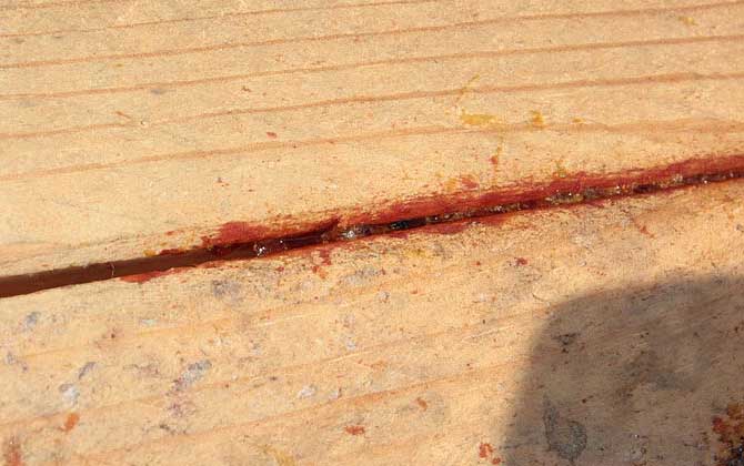 純天然蜂膠多少錢一斤? 純天然蜂膠