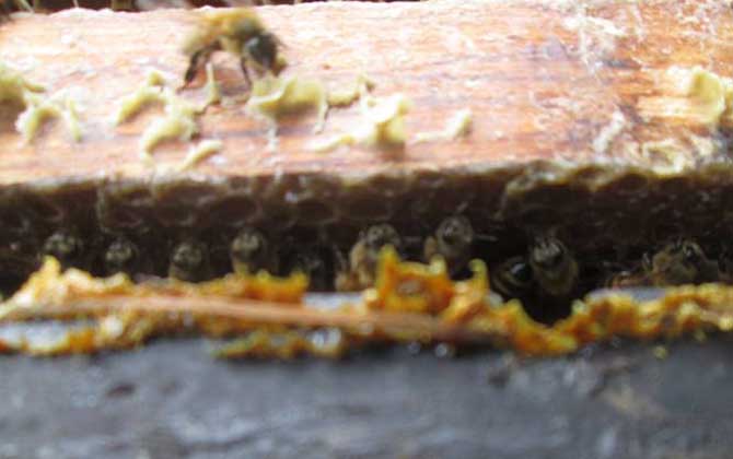 蜂膠在蜂箱的哪個部位? 蜂膠