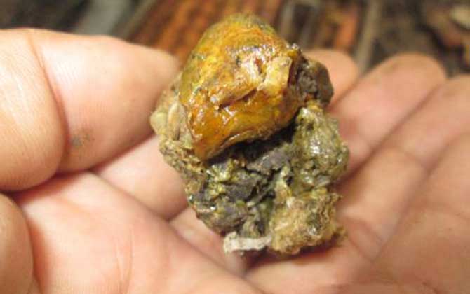 蜂膠在蜂箱的哪個部位? 蜂膠