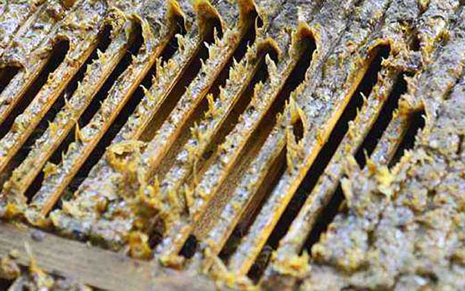 蜂膠在蜂箱的哪個部位? 蜂膠