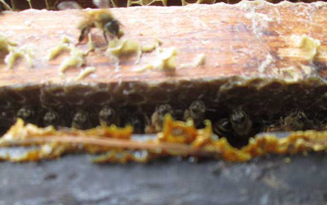 男人吃蜂膠會影響性功能嗎? 蜂膠