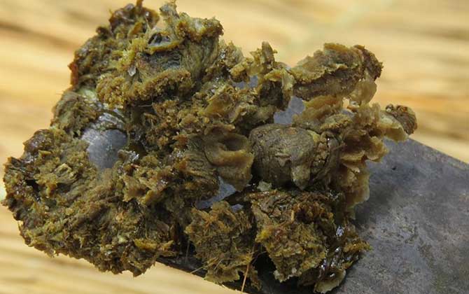 男人吃蜂膠會影響性功能嗎? 蜂膠