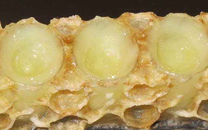 蜂王漿有哪些副作用與禁忌? 蜂王漿