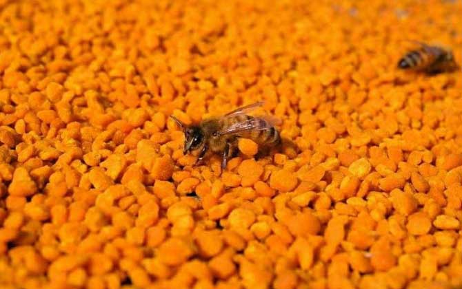 茶花粉的功效與作用及食用方法 茶花粉