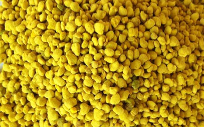 油菜花粉的功效與作用及食用方法 油菜花粉