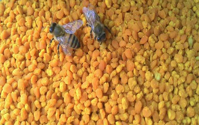 女人吃蜂花粉有什么好處? 蜂花粉