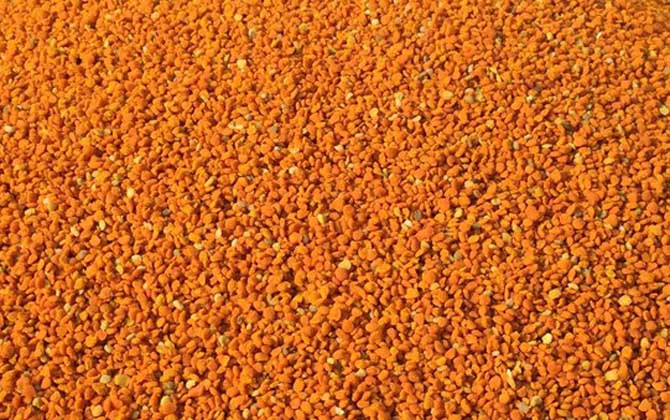 茶花粉和荷花粉哪個好? 茶花粉