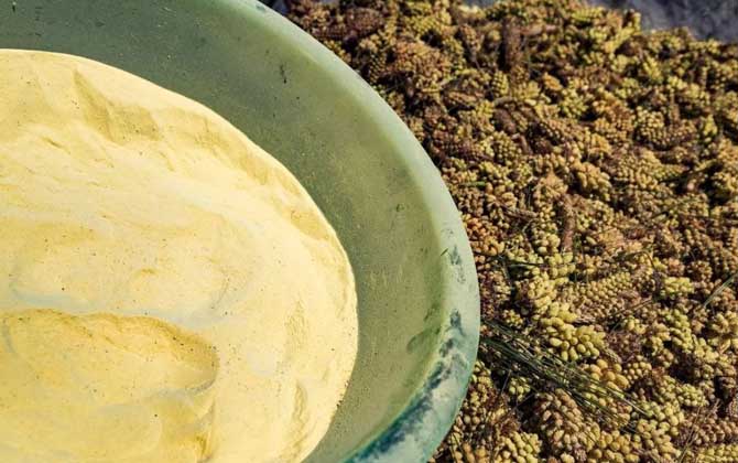 長期服用松花粉會誘發(fā)癌癥嗎? 松花粉