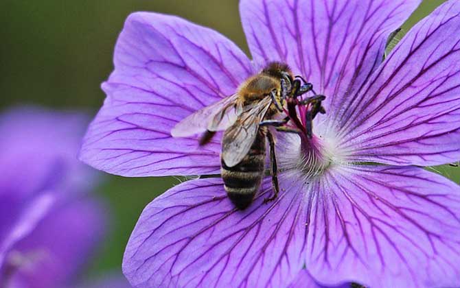 蜂毒療法真的是騙局嗎? 蜜蜂