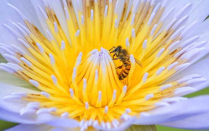蜂毒過敏怎么處理最好? 蜜蜂