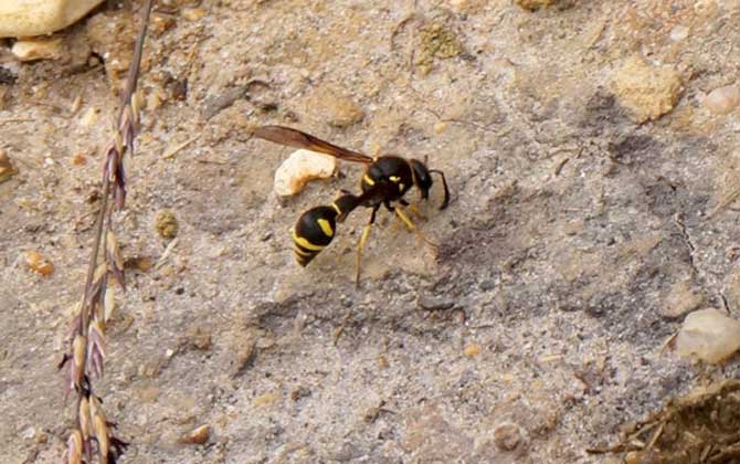 馬蜂毒是酸性還是堿性? 馬蜂毒