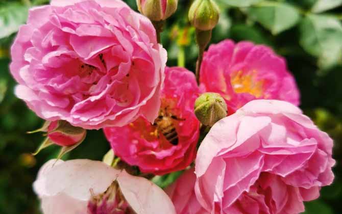 蜂毒對(duì)腎的副作用有哪些? 蜂毒