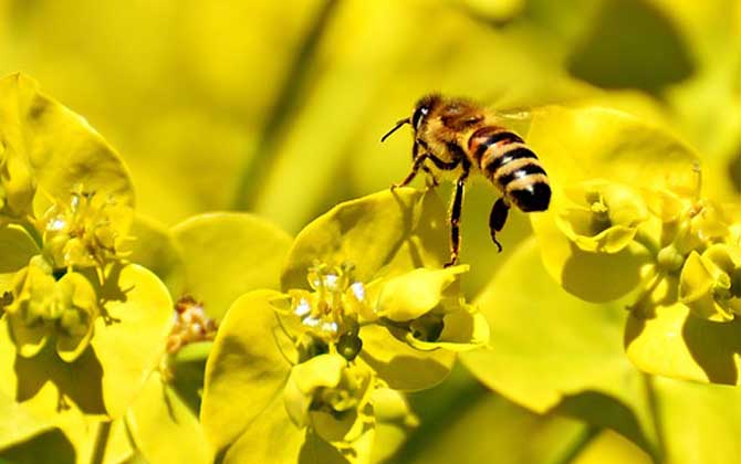 蜂療對(duì)什么病最有效? 蜜蜂