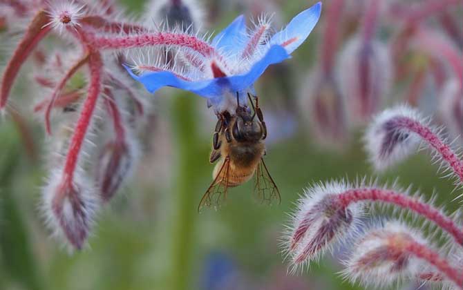 蜂療對(duì)什么病最有效? 蜜蜂