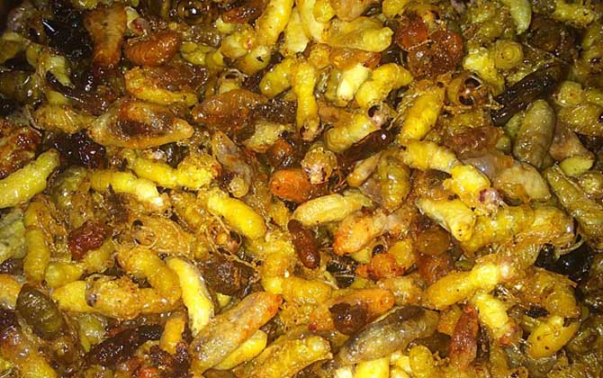 蜂蛹真的可以生吃嗎? 蜂蛹