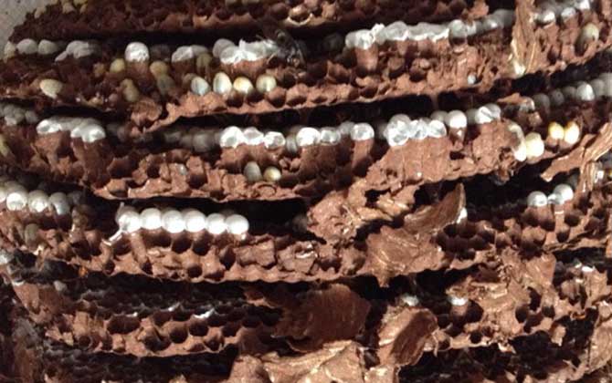 蜂蛹真的可以生吃嗎? 蜂蛹