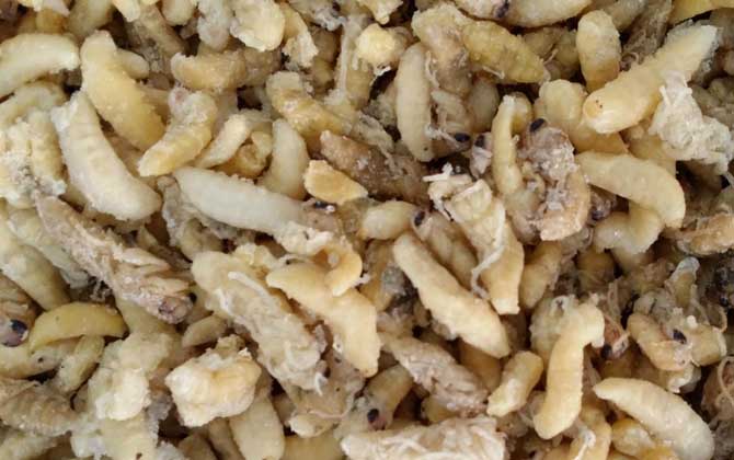 蜂蛹真的可以生吃嗎? 蜂蛹