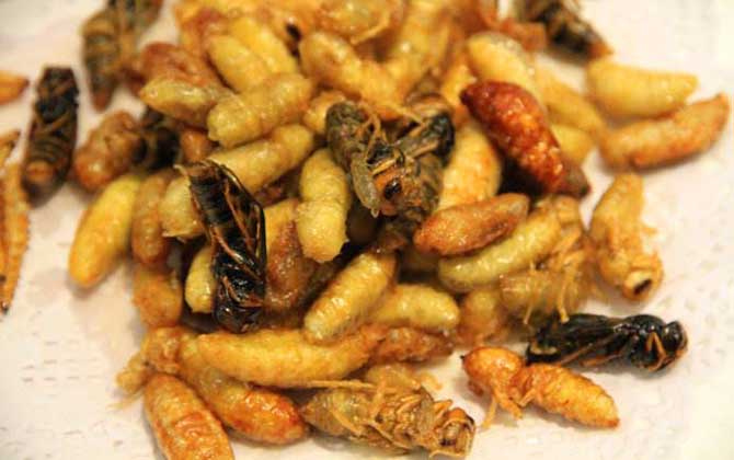 冷凍過(guò)的蜂蛹能吃嗎? 蜂蛹