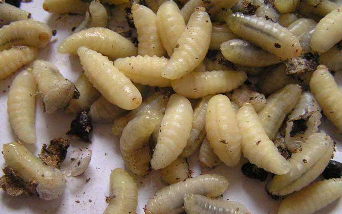 清蒸蜂蛹的做法及禁忌人群 蜂蛹