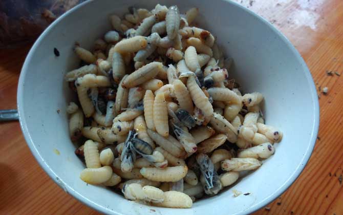 蜂蛹一次最多吃多少? 蜂蛹