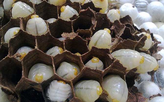 蜂蛹酒的禁忌及正確喝法 蜂蛹