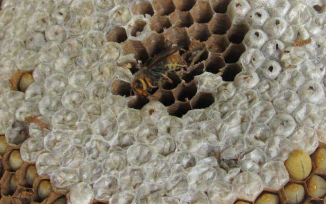 吃蜂蛹的禁忌及正確吃法 蜂蛹