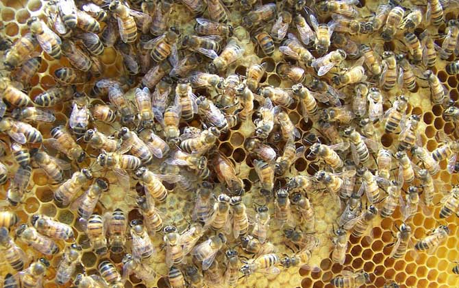 蜂王是怎樣產(chǎn)生的? 蜂王