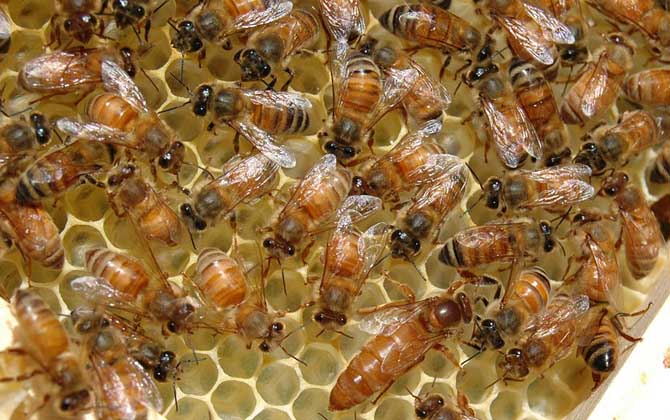 蜂王是怎樣產(chǎn)生的? 蜂王