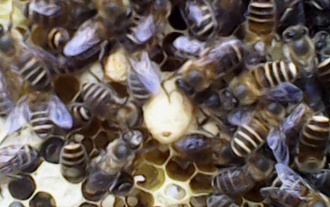 急造王臺(tái)幾天能出蜂王? 急造王臺(tái)