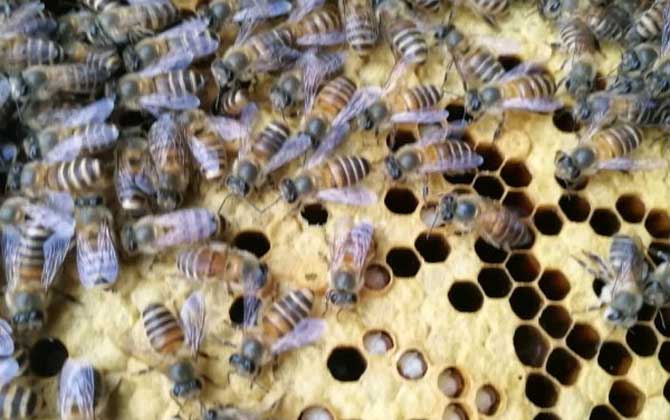 急造王臺(tái)幾天能出蜂王? 急造王臺(tái)