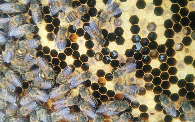 急造王臺(tái)幾天能出蜂王? 急造王臺(tái)