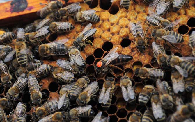 蜂王死了蜂群會(huì)逃跑嗎? 蜂王