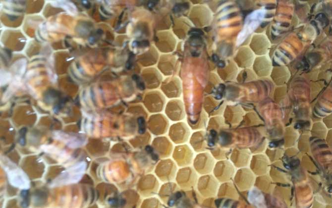 怎樣鑒別蜂王的好壞? 蜂王