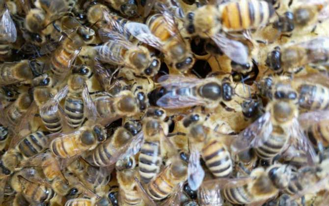 蜂王怎么識(shí)別和尋找? 蜂王