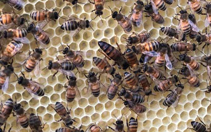 蜂王怎么識(shí)別和尋找? 蜂王