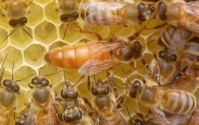 蜂王怎么識(shí)別和尋找? 蜂王