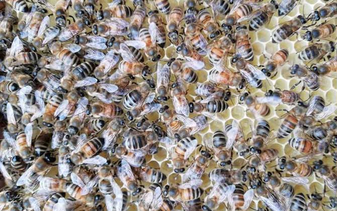 蜂王怎么識(shí)別和尋找? 蜂王