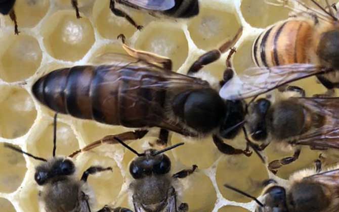 最簡單有效的換王方法 換王