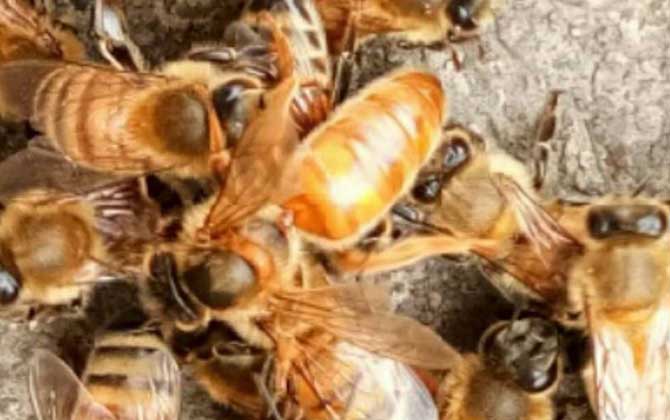 最簡單有效的換王方法 換王