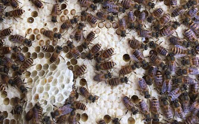 養(yǎng)蜂怎樣人工育王最簡(jiǎn)單? 人工育王
