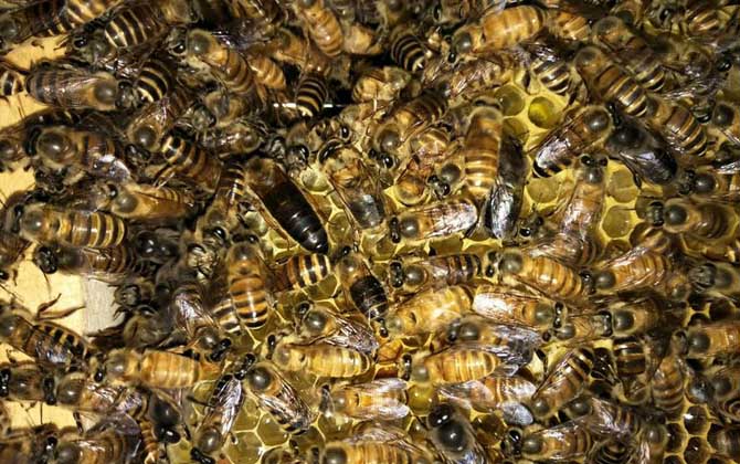 養(yǎng)蜂怎樣人工育王最簡(jiǎn)單? 人工育王